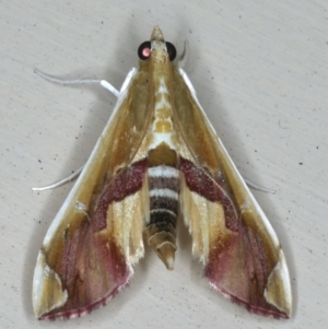 Agathodes ostentalis at Lilli Pilli, NSW - 16 Jan 2020