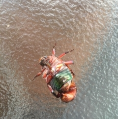 Anoplognathus olivieri (A christmas beetle) at Bawley Point, NSW - 18 Jan 2020 by Marg