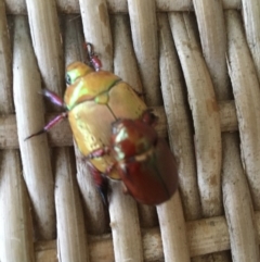 Anoplognathus olivieri at Bawley Point Bushcare - 19 Jan 2020