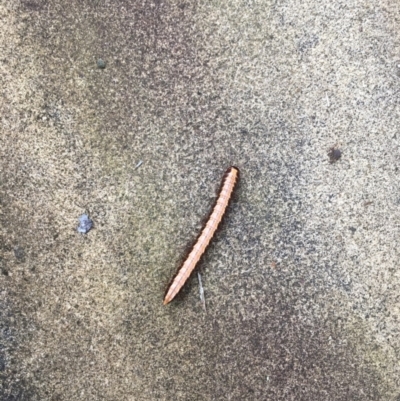 Diplopoda (class) (Unidentified millipede) at Bawley Point, NSW - 18 Jan 2020 by Marg