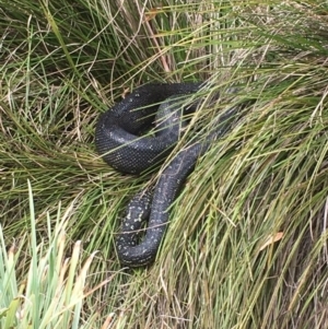 Morelia spilota spilota at Bawley Point, NSW - 19 Jan 2020 11:13 AM