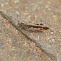 Austroicetes pusilla (Grasshopper, Locust) at QPRC LGA - 1 Jan 2020 by natureguy