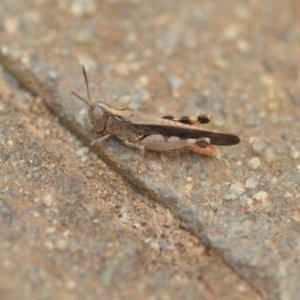 Austroicetes pusilla at Wamboin, NSW - 1 Jan 2020 08:14 PM