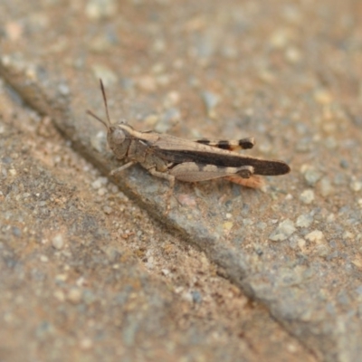 Austroicetes pusilla (Grasshopper, Locust) at QPRC LGA - 1 Jan 2020 by natureguy