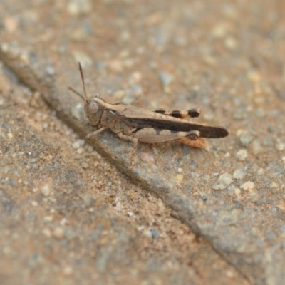 Austroicetes pusilla (Grasshopper, Locust) at Wamboin, NSW - 1 Jan 2020 by natureguy