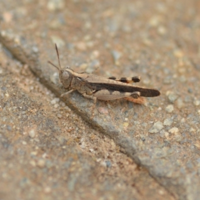 Austroicetes pusilla (Grasshopper, Locust) at Wamboin, NSW - 1 Jan 2020 by natureguy