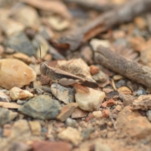 Austroicetes pusilla at Wamboin, NSW - 1 Jan 2020