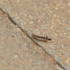 Austroicetes pusilla at Wamboin, NSW - 1 Jan 2020