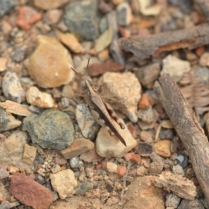 Austroicetes pusilla at Wamboin, NSW - 1 Jan 2020