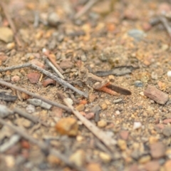 Austroicetes sp. (genus) (A grasshopper) at Wamboin, NSW - 1 Jan 2020 by natureguy