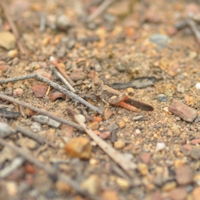 Austroicetes sp. (genus) (A grasshopper) at Wamboin, NSW - 1 Jan 2020 by natureguy