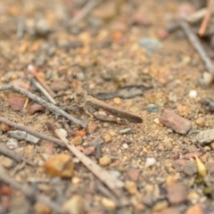 Austroicetes sp. (genus) at Wamboin, NSW - 1 Jan 2020