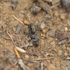 Unverified Ant (Hymenoptera, Formicidae) at Wamboin, NSW - 1 Jan 2020 by natureguy