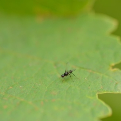 Sepsidae (family) (Ant fly) at QPRC LGA - 1 Jan 2020 by natureguy