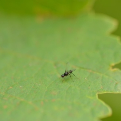 Sepsidae (family) (Ant fly) at Wamboin, NSW - 1 Jan 2020 by natureguy