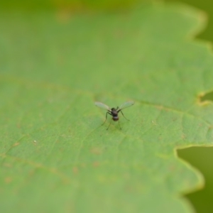 Sepsidae (family) at Wamboin, NSW - 1 Jan 2020