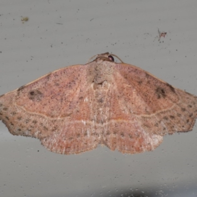 Sophta concavata (Varied Hookwing) at Lilli Pilli, NSW - 16 Jan 2020 by jb2602