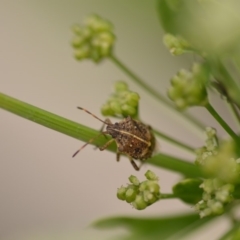 Oncocoris geniculatus (A shield bug) at Wamboin, NSW - 1 Jan 2020 by natureguy