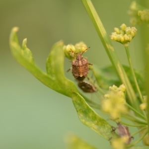 Oncocoris geniculatus at Wamboin, NSW - 1 Jan 2020