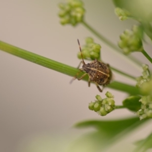 Oncocoris geniculatus at Wamboin, NSW - 1 Jan 2020