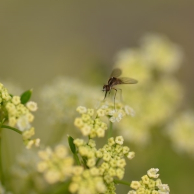 Geron sp. (genus) (Slender Bee Fly) at QPRC LGA - 1 Jan 2020 by natureguy