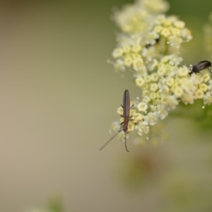 Syllitus microps at Wamboin, NSW - 1 Jan 2020