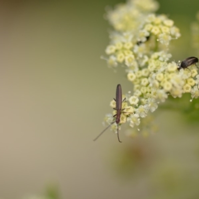 Syllitus microps (Longicorn or Longhorn beetle) at QPRC LGA - 1 Jan 2020 by natureguy