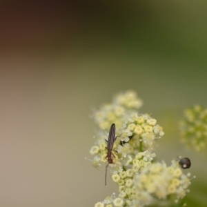 Syllitus microps at Wamboin, NSW - 1 Jan 2020