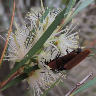 Porrostoma sp. (genus) (Lycid, Net-winged beetle) at Gigerline Nature Reserve - 15 Dec 2019 by michaelb
