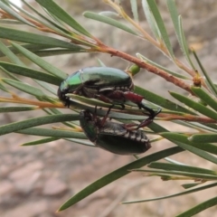 Repsimus manicatus montanus (Green nail beetle) at Tennent, ACT - 15 Dec 2019 by michaelb