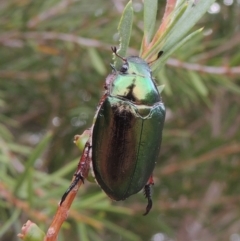 Repsimus manicatus montanus (Green nail beetle) at Gigerline Nature Reserve - 15 Dec 2019 by michaelb