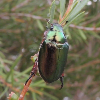 Repsimus manicatus montanus (Green nail beetle) at Tennent, ACT - 15 Dec 2019 by michaelb