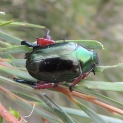 Repsimus manicatus montanus at Tennent, ACT - 15 Dec 2019 06:44 PM