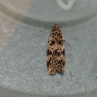 Barea phaeomochla (Barea phaeomochla) at Wamboin, NSW - 2 Jan 2020 by natureguy