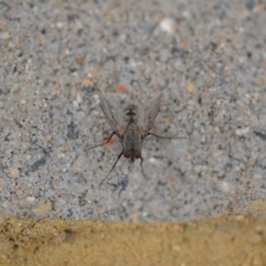 Tachinidae (family) (Unidentified Bristle fly) at Wamboin, NSW - 3 Jan 2020 by natureguy