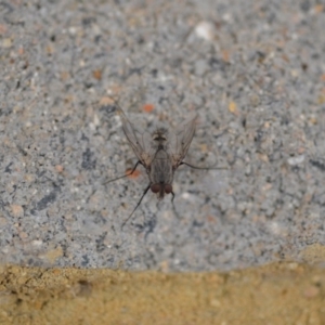 Tachinidae (family) at Wamboin, NSW - 3 Jan 2020 06:57 PM