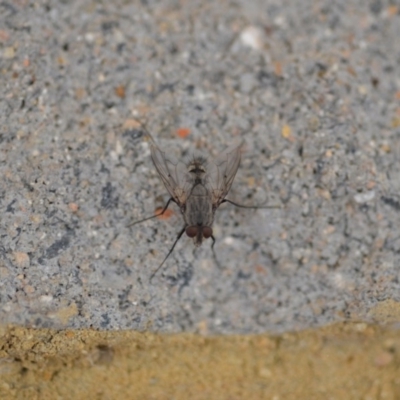 Tachinidae (family) (Unidentified Bristle fly) at QPRC LGA - 3 Jan 2020 by natureguy