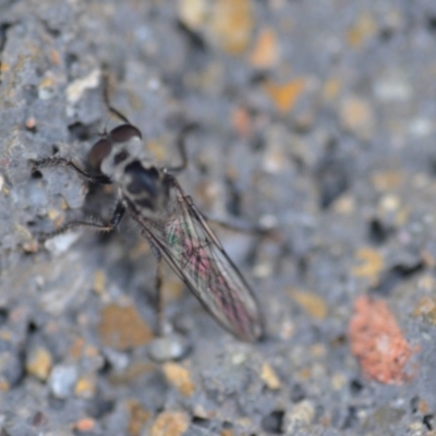 Ommatius sp. (genus) (Robber fly) at QPRC LGA - 3 Jan 2020 by natureguy