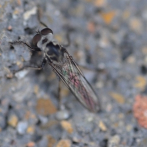 Ommatius sp. (genus) at Wamboin, NSW - 3 Jan 2020