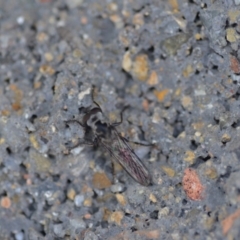 Ommatius sp. (genus) at Wamboin, NSW - 3 Jan 2020