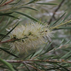 Callistemon sieberi at Tennent, ACT - 15 Dec 2019