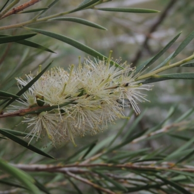 Callistemon sieberi (River Bottlebrush) at Gigerline Nature Reserve - 15 Dec 2019 by michaelb