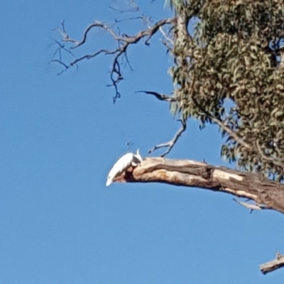 Cacatua galerita (Sulphur-crested Cockatoo) at Mount Mugga Mugga - 20 Jan 2020 by Mike
