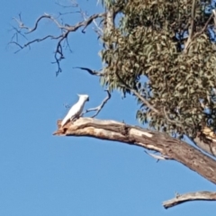 Cacatua galerita at O'Malley, ACT - 21 Jan 2020 08:15 AM