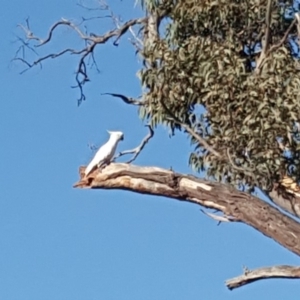 Cacatua galerita at O'Malley, ACT - 21 Jan 2020 08:15 AM