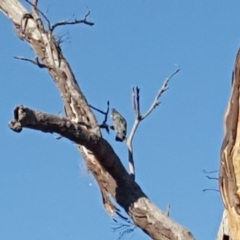 Callocephalon fimbriatum (Gang-gang Cockatoo) at O'Malley, ACT - 21 Jan 2020 by Mike