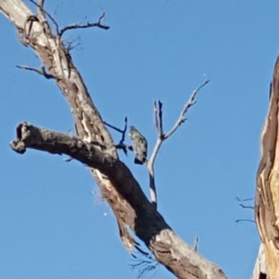 Callocephalon fimbriatum (Gang-gang Cockatoo) at Mount Mugga Mugga - 20 Jan 2020 by Mike