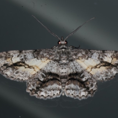 Cleora injectaria (A Cleora Bark Moth) at Lilli Pilli, NSW - 16 Jan 2020 by jb2602