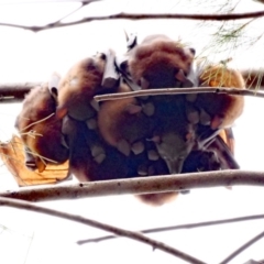 Pteropus scapulatus (Little Red Flying Fox) at Lake Ginninderra - 20 Jan 2020 by MattM