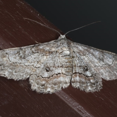 Cleora displicata (A Cleora Bark Moth) at Lilli Pilli, NSW - 16 Jan 2020 by jb2602